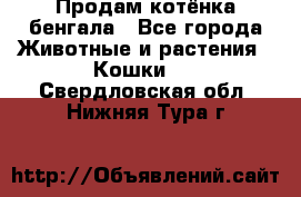 Продам котёнка бенгала - Все города Животные и растения » Кошки   . Свердловская обл.,Нижняя Тура г.